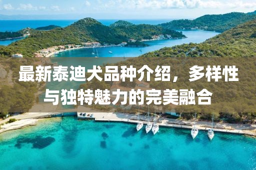 最新泰迪犬品种介绍，多样性与独特魅力的完美融合