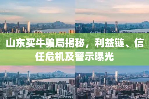 山东买牛骗局揭秘，利益链、信任危机及警示曝光