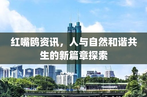 红嘴鸥资讯，人与自然和谐共生的新篇章探索