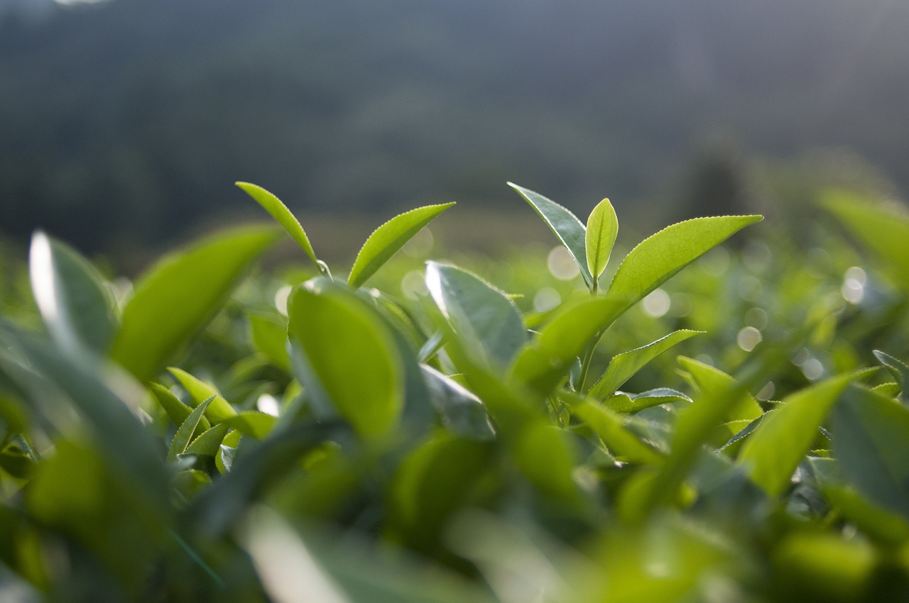 松针茶价格解析，市场分析与探讨