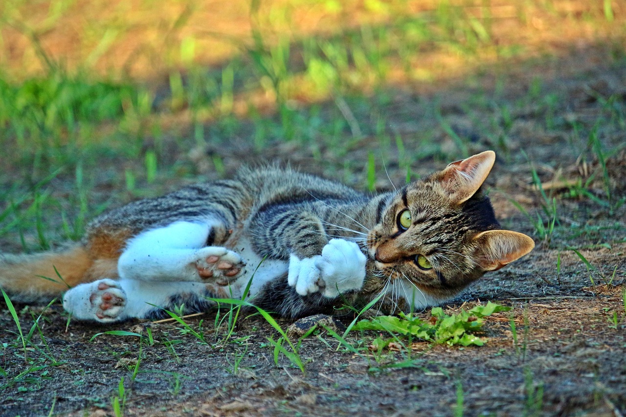 二四六天天好944cc彩资料全 免费一二四天彩：马、羊、虎、猴中