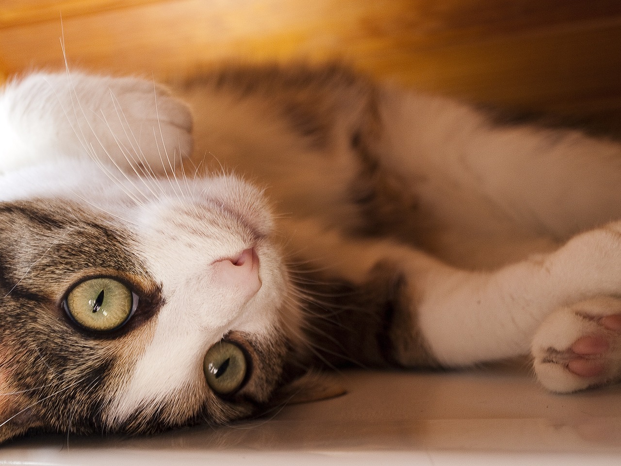猫咪趣味日常，生活中的温馨小确幸