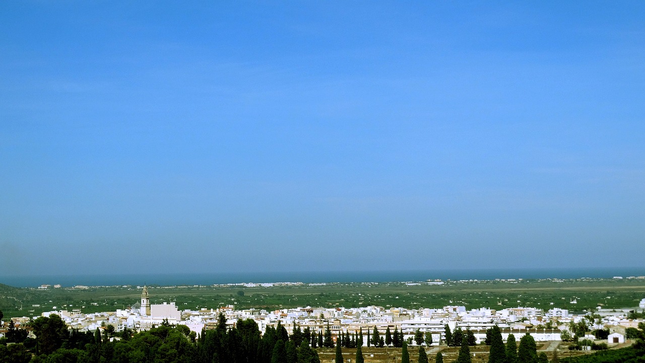 羊肚菌最新价格动态与市场分析概述