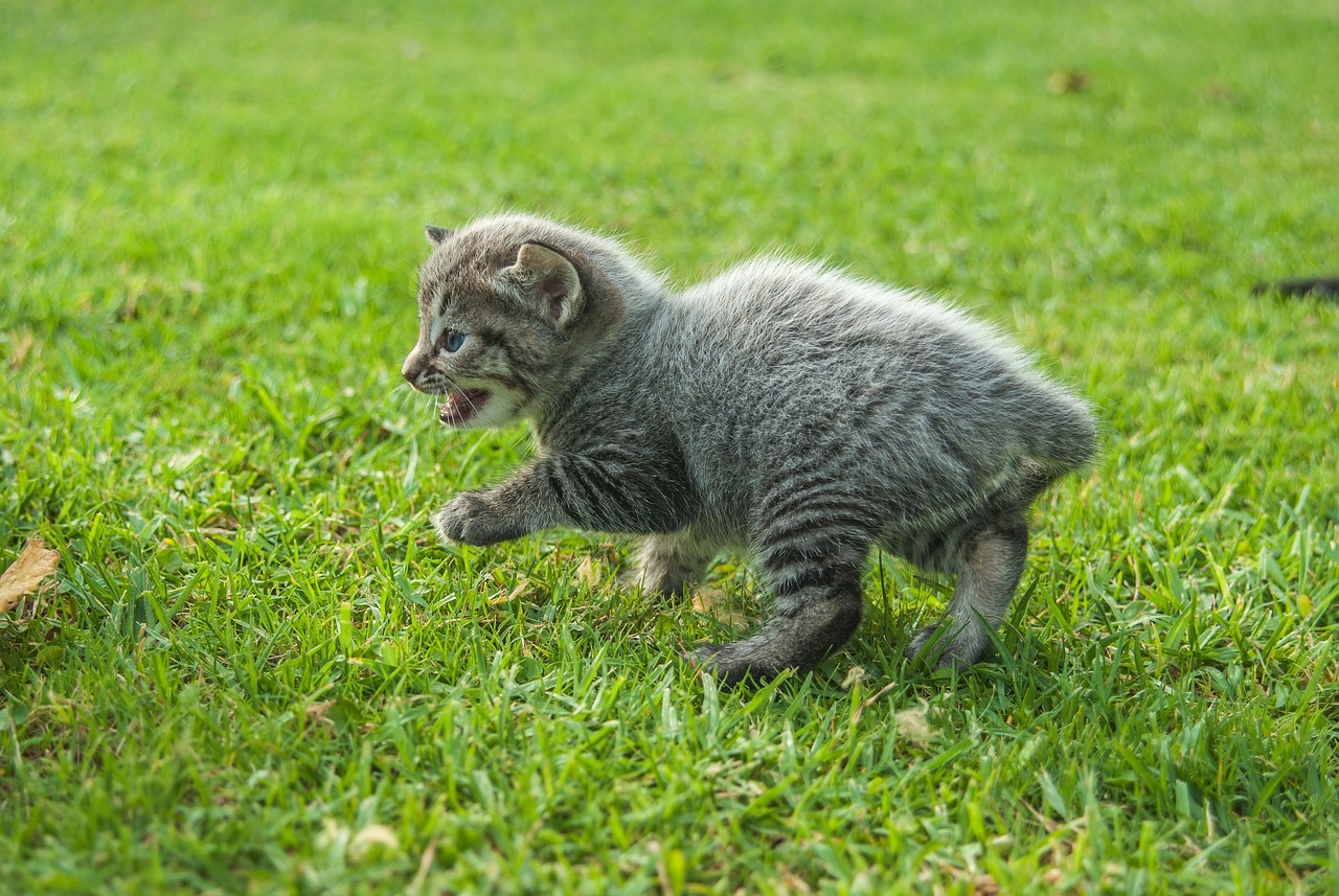 最新猫图链接，探索猫咪世界的迷人魅力