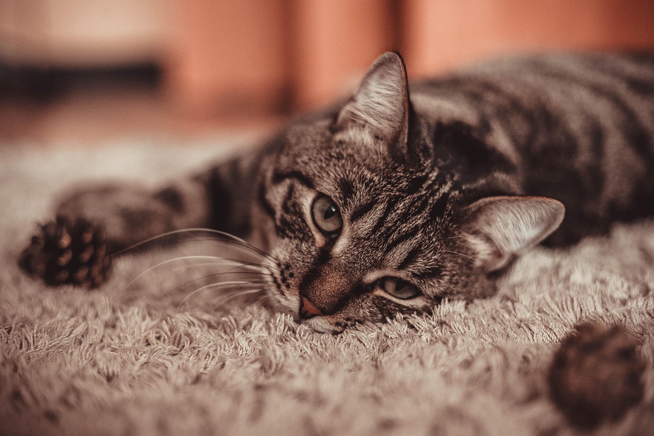 猫咪最新版下载，探索乐趣与责任交织的猫咪世界