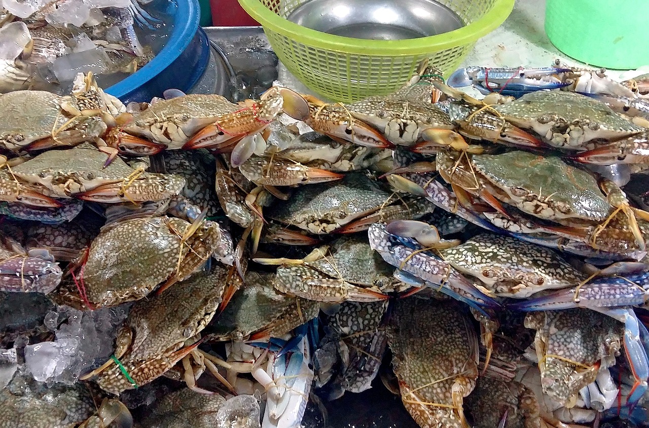 海鲜盛宴大赛，海鲜美食竞技的独特魅力