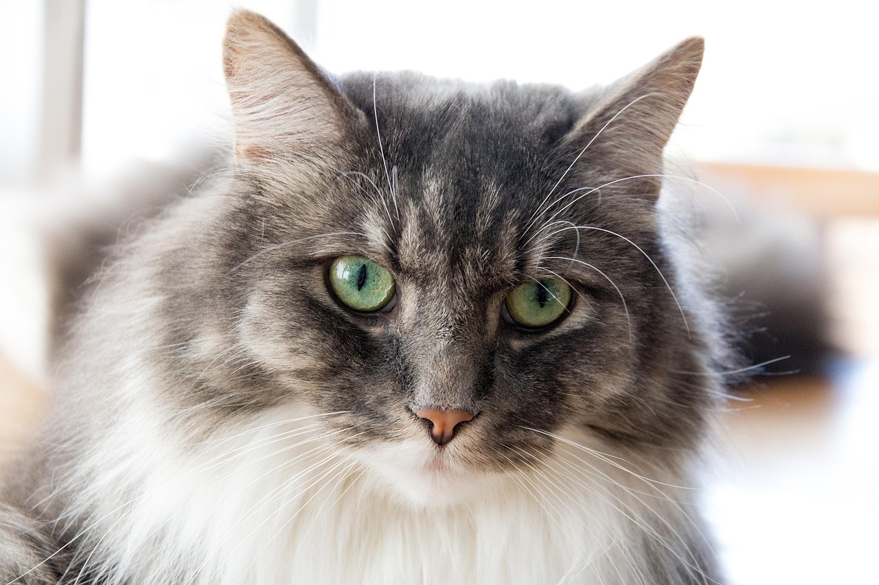 探索猫的世界，猫咪新网址尽享乐趣