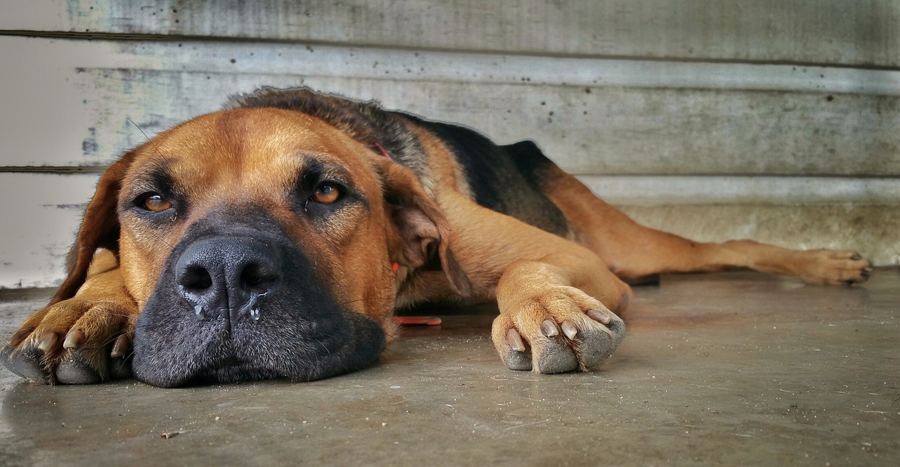 犬伤分级标准更新，重要性、影响及启示