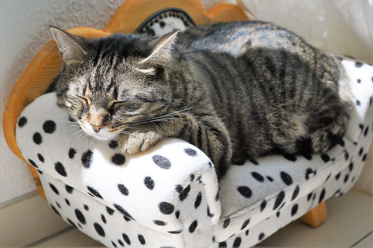 最新热门大猫推荐，探索猫咪世界的无限魅力