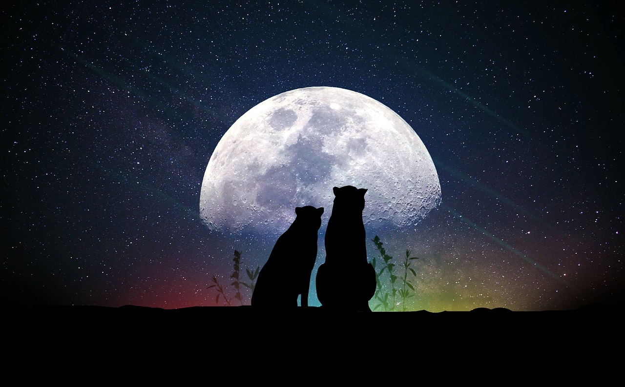 探索个性与星光的交汇点，你像哪位明星？