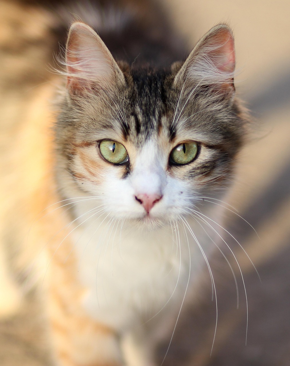 猫咪大作战最新版破解，攻略、体验分享与游戏破解探索