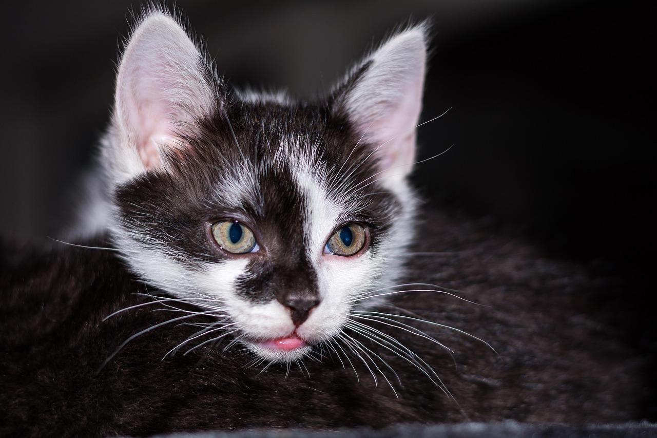 探索猫咪世界的无限魅力，最新猫咪网址大全