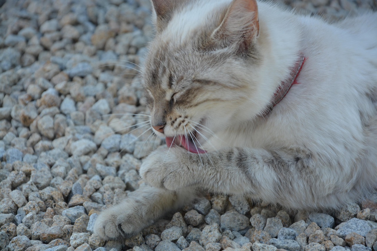 探索神秘猫科世界，最新稀有猫款揭晓