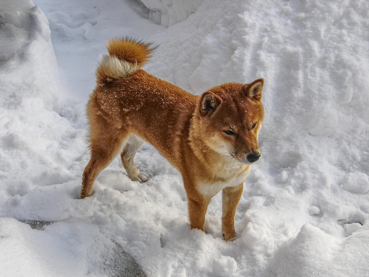 胡麻柴犬价格揭秘，探究独特犬种的市场价值