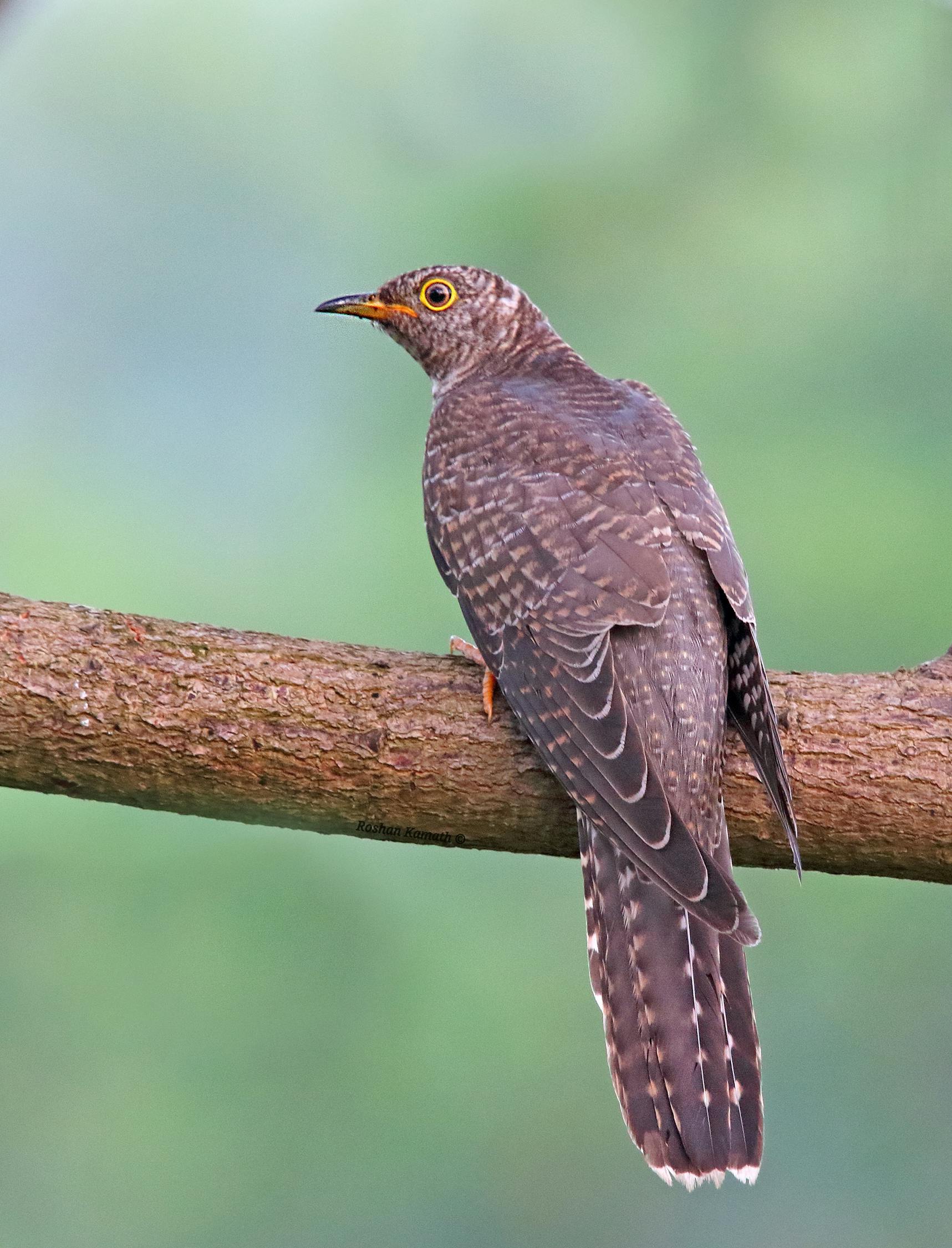 中印边界争议最新动态,复杂局势下的新进展、挑战与应对