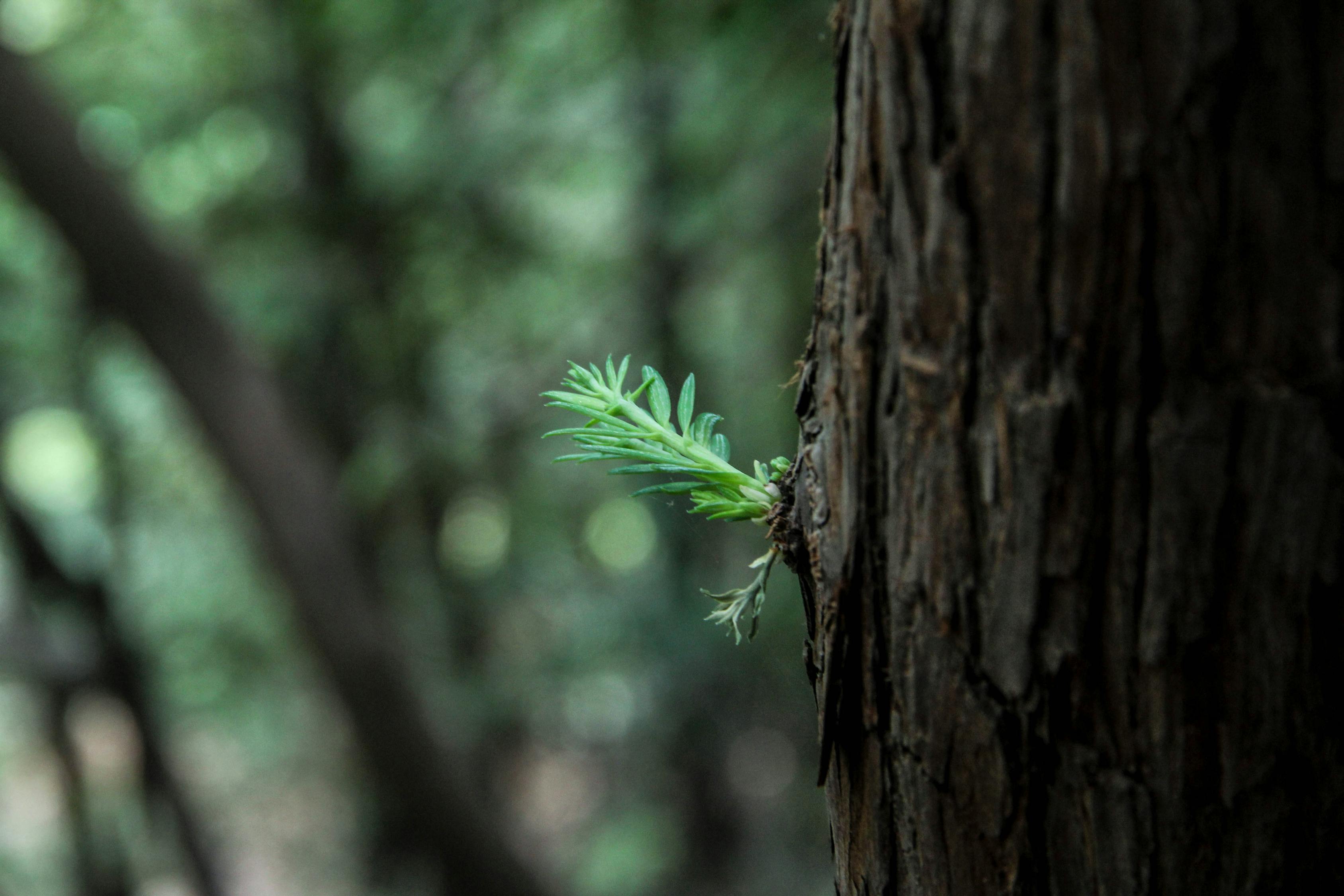萌芽熊新篇,丛林中的成长与希望之力
