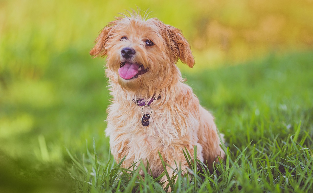 女性狗狗爱好者交流平台,共享爱犬乐趣与心得的微信群