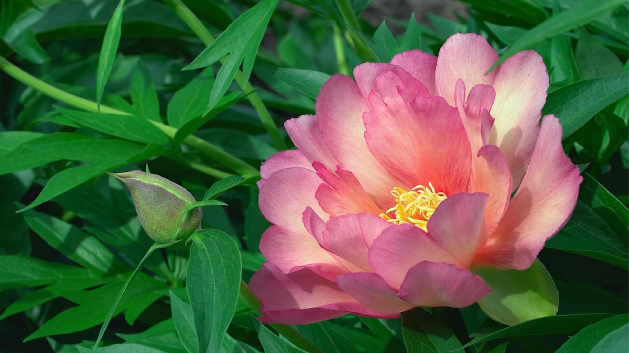 阆中机场建设进展、未来展望及其对地区发展的深远影响最新动态