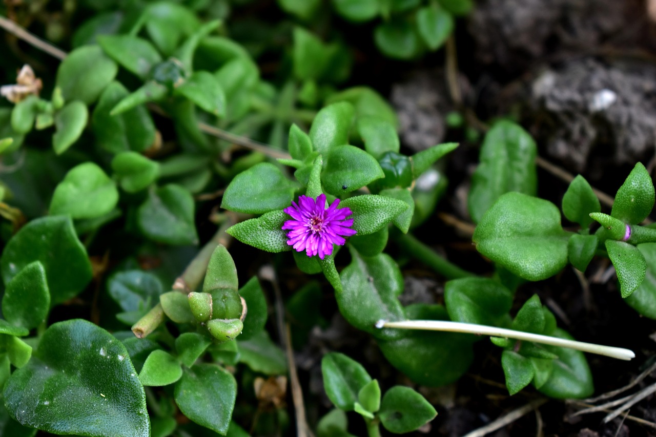 广东房地产市场最新动态概览