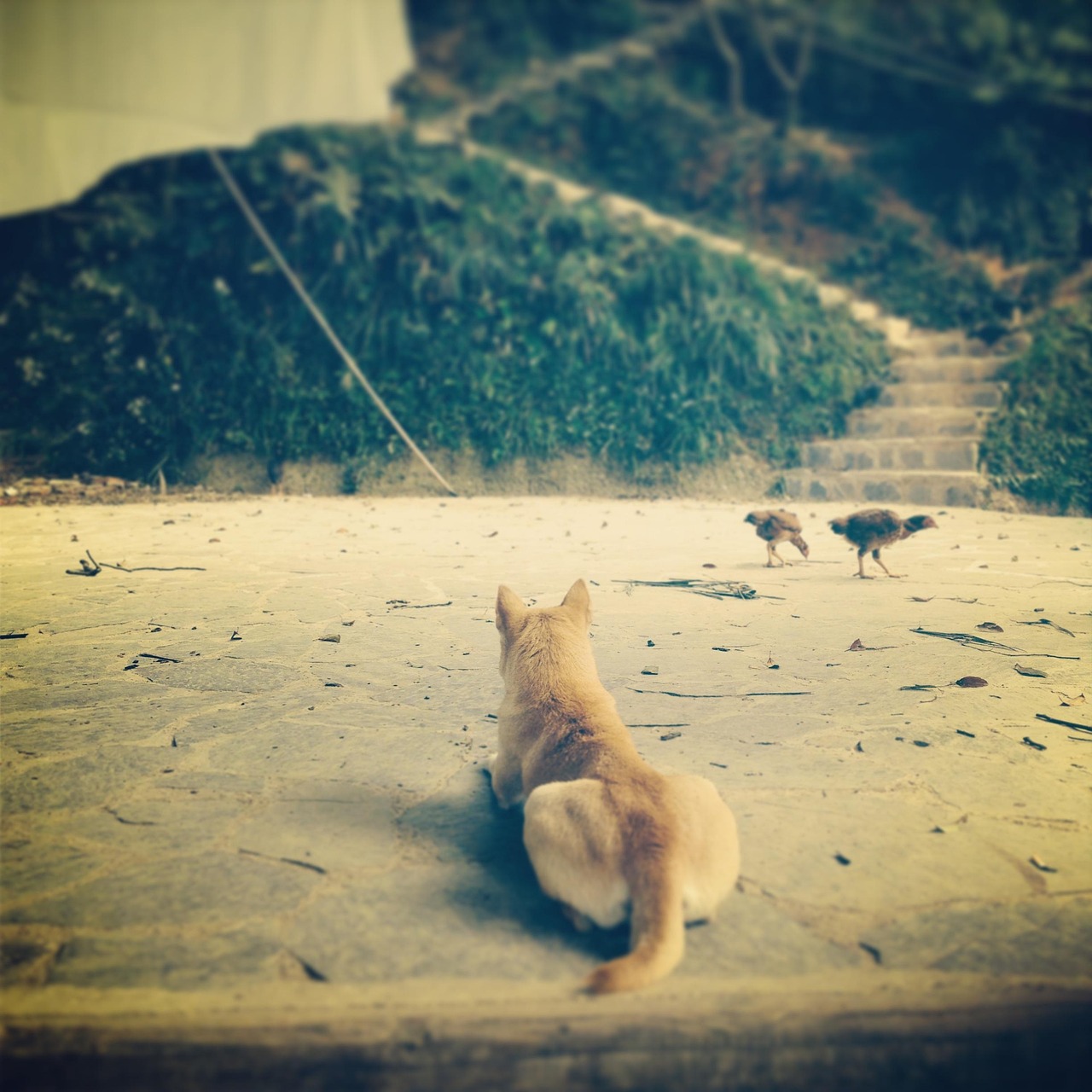 探索未来宠物领域的新趋势与变革,灵宠最新动态速递