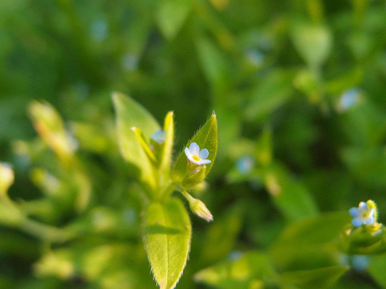 探索未来宠物领域的新趋势与变革,灵宠最新动态速递