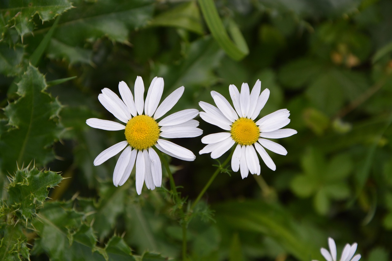 湖南最新非瘟疫情动态及防控措施报告