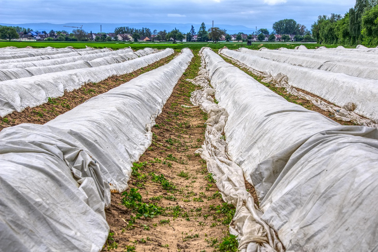 迪丽热巴鹿晗最新动态,星光下的青春乐章,共谱璀璨时刻