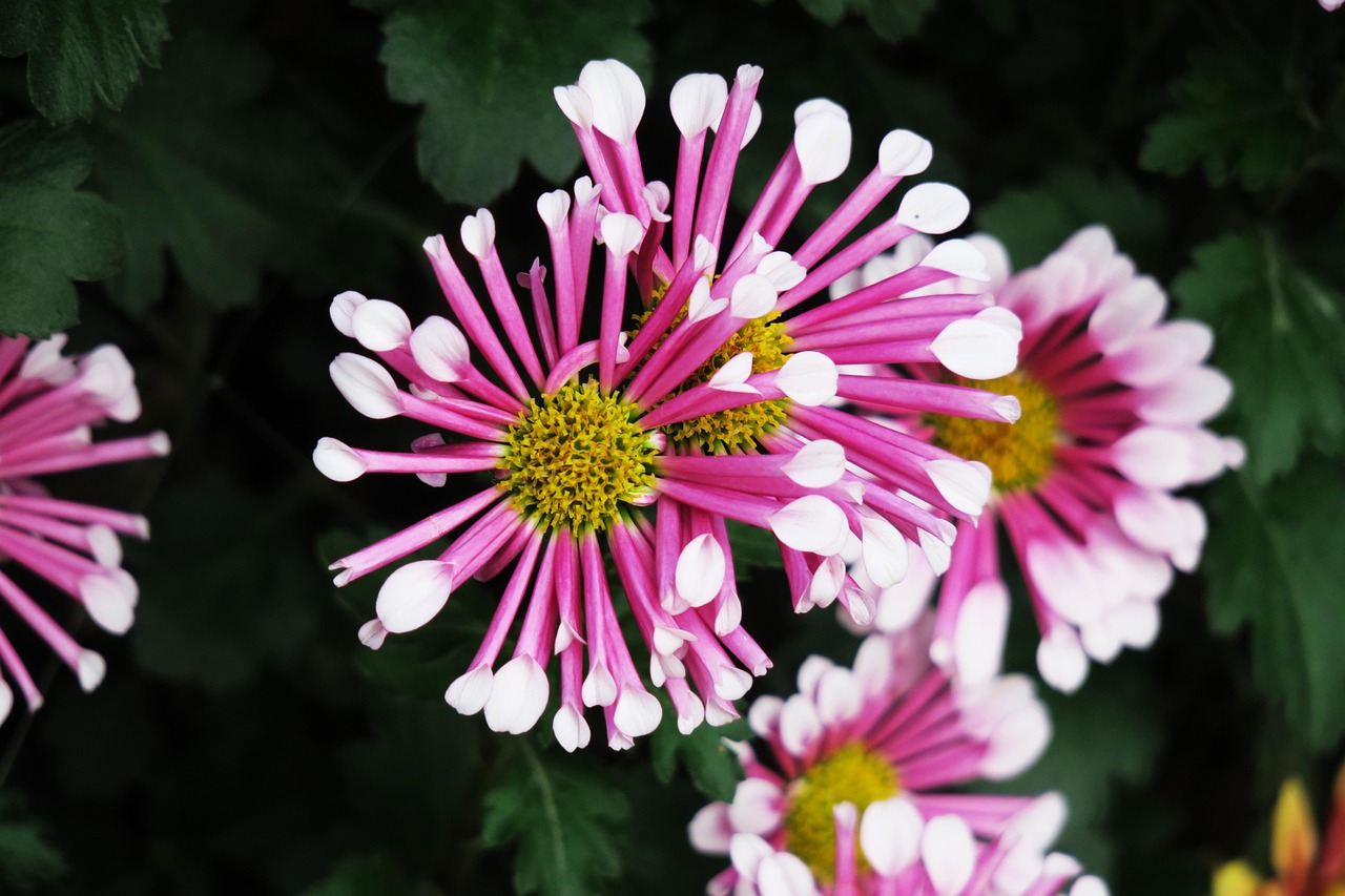 孙允珠2017花瓣精选,时尚魅力的绽放瞬间