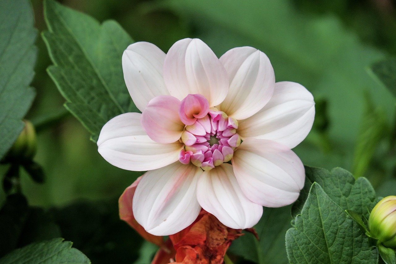 孙允珠2017花瓣精选,时尚魅力的绽放瞬间