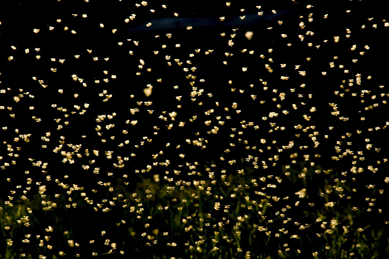 红牛商标授权最新动态揭秘，前沿进展与未来趋势展望