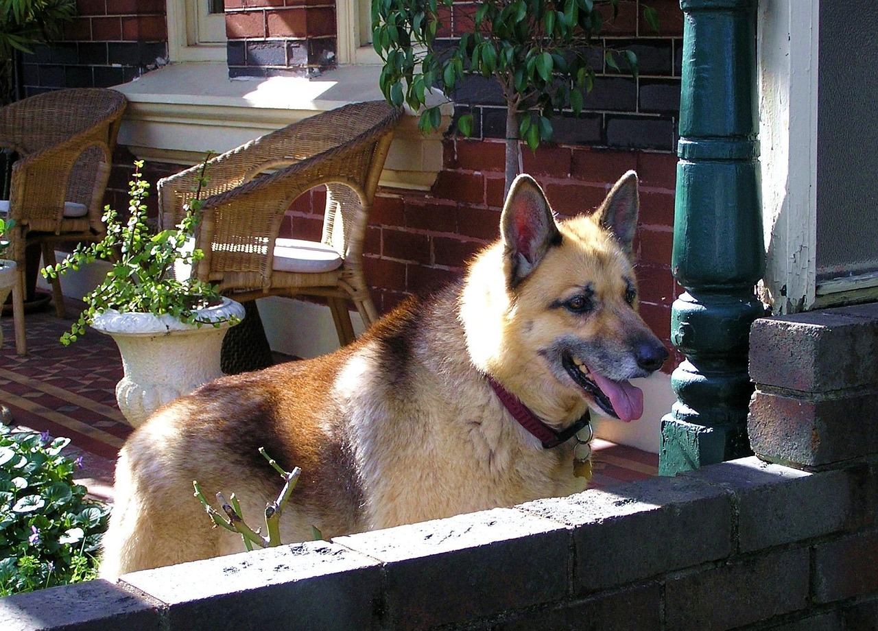 电影狗网站,一站式电影爱好者的乐园