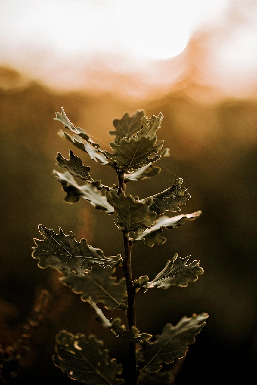森林比赛作文,一场别开生面的自然盛宴