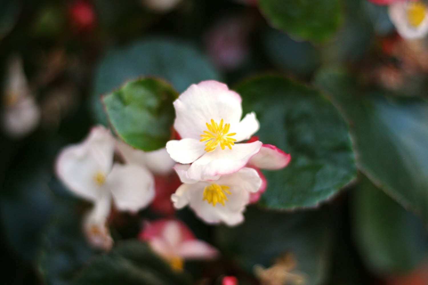 电影一枝梨花压海棠,美学与情感的交织展现