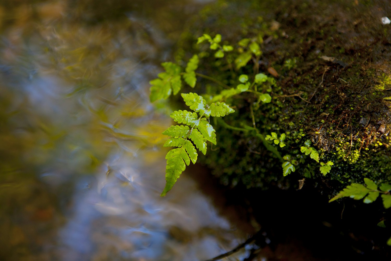 杨紫的动漫头像魅力,跨越次元壁的偶像力量
