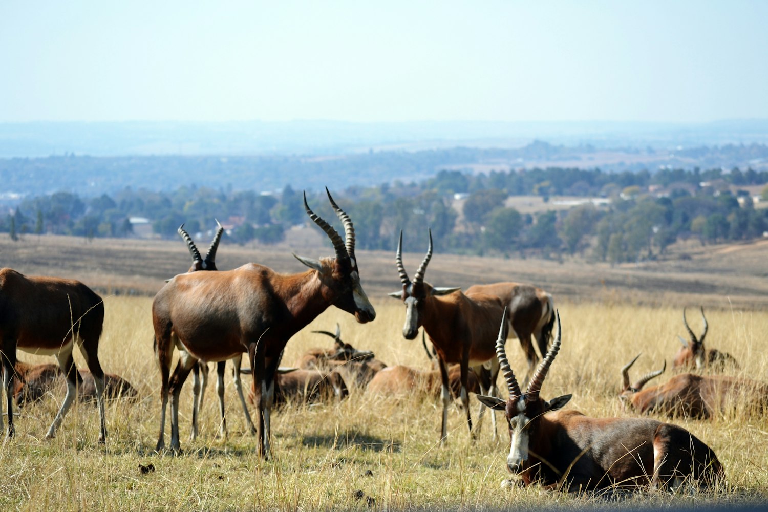 老人与狗,触动心灵的温馨故事电影
