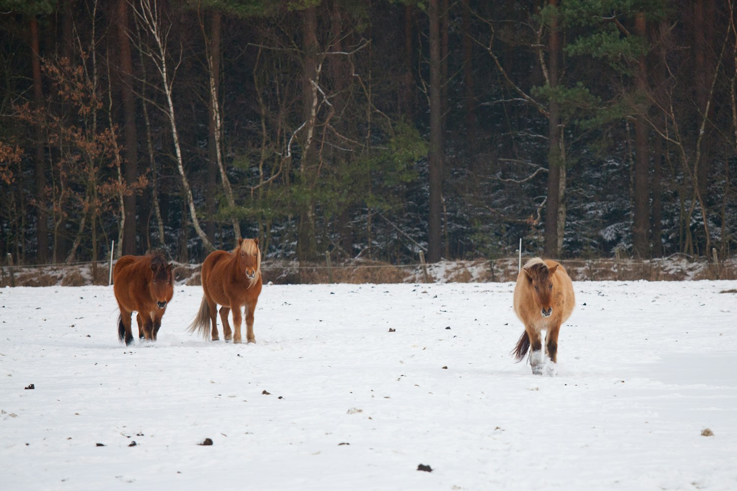 最新捕兔设备,技术革新与动物保护之间的平衡之道