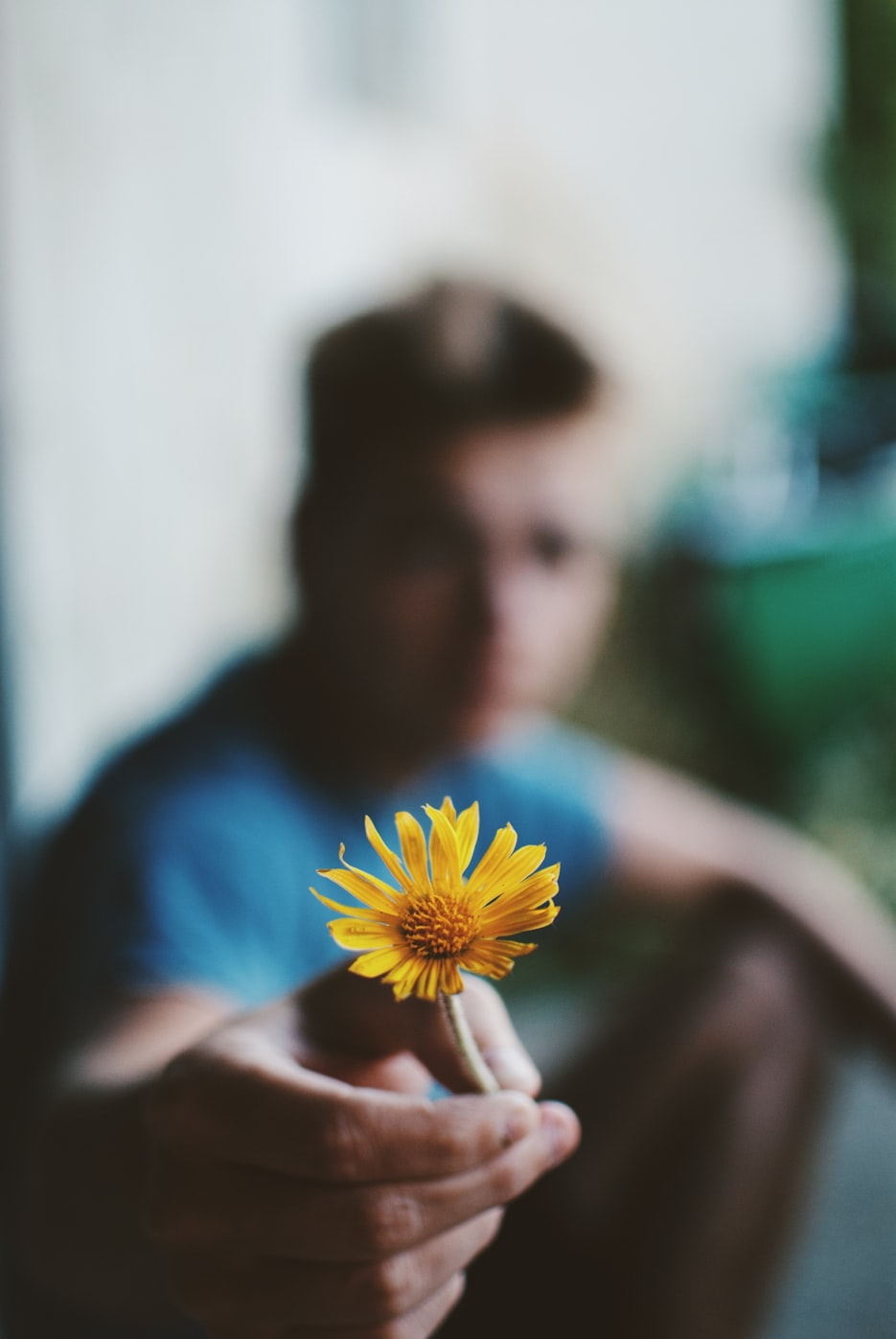 韩国电影塑料树,深度解读与感悟启示