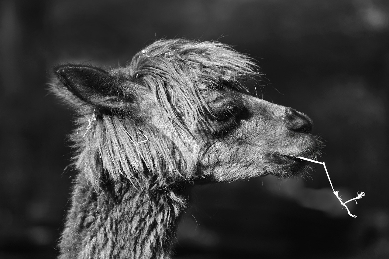 狗哥最新魅力瞬间，无与伦比的魅力美照