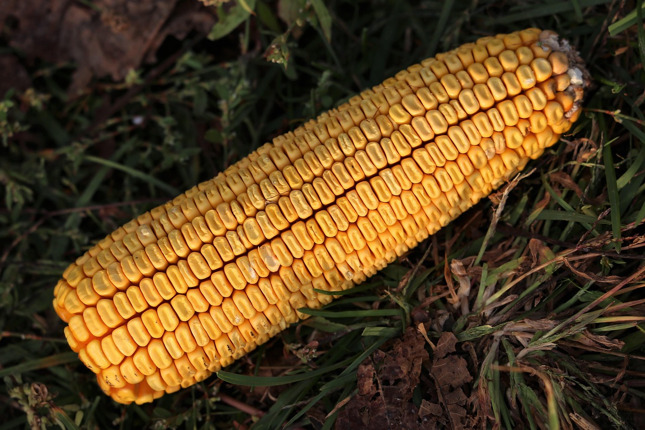 河南漯河玉米价格最新行情及分析