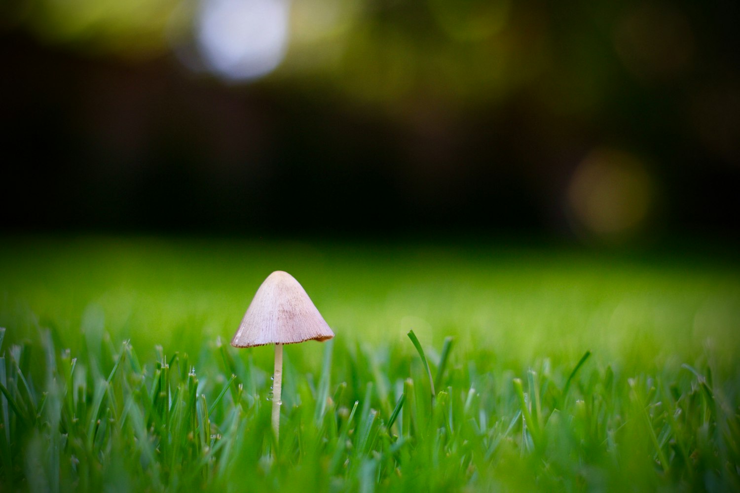 最新麦产品官网,探索前沿麦制品科技,开启绿色生活之旅