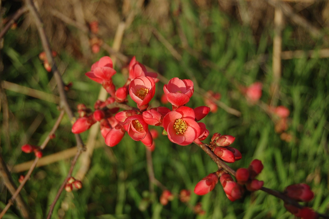 深圳鸿福花园最新动态资讯概览