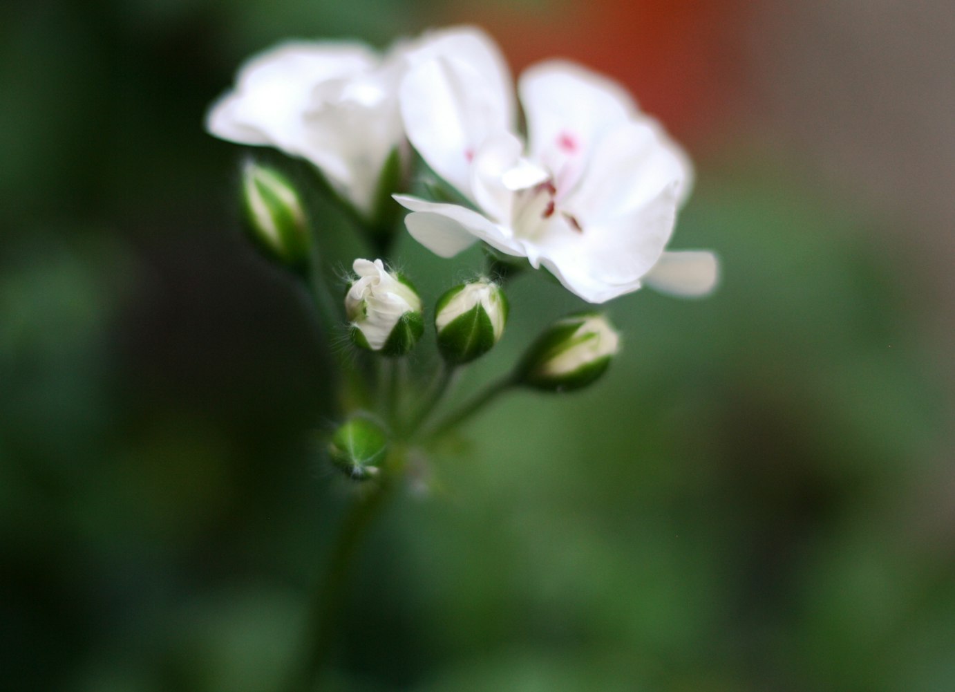 康乃馨鲜花价格波动背后的消费者需求与市场动态分析