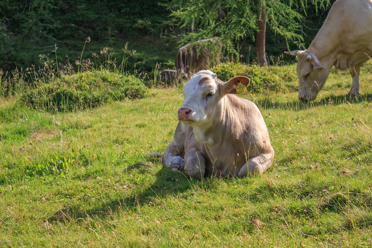 最新猪养殖技术,提高养殖效率与动物福利的核心策略