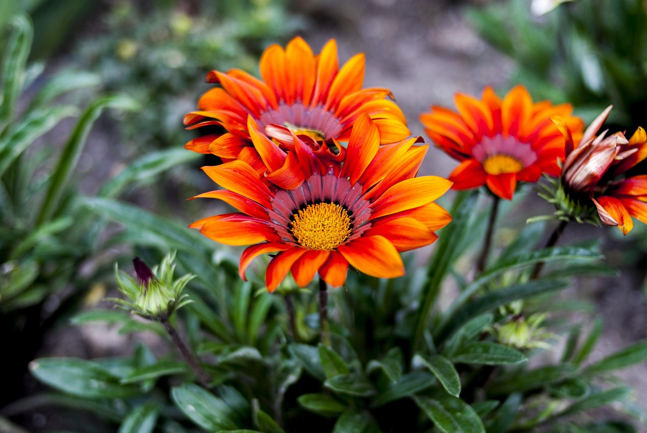 啪啪公社最新信息解析与探讨,全面揭示最新动态