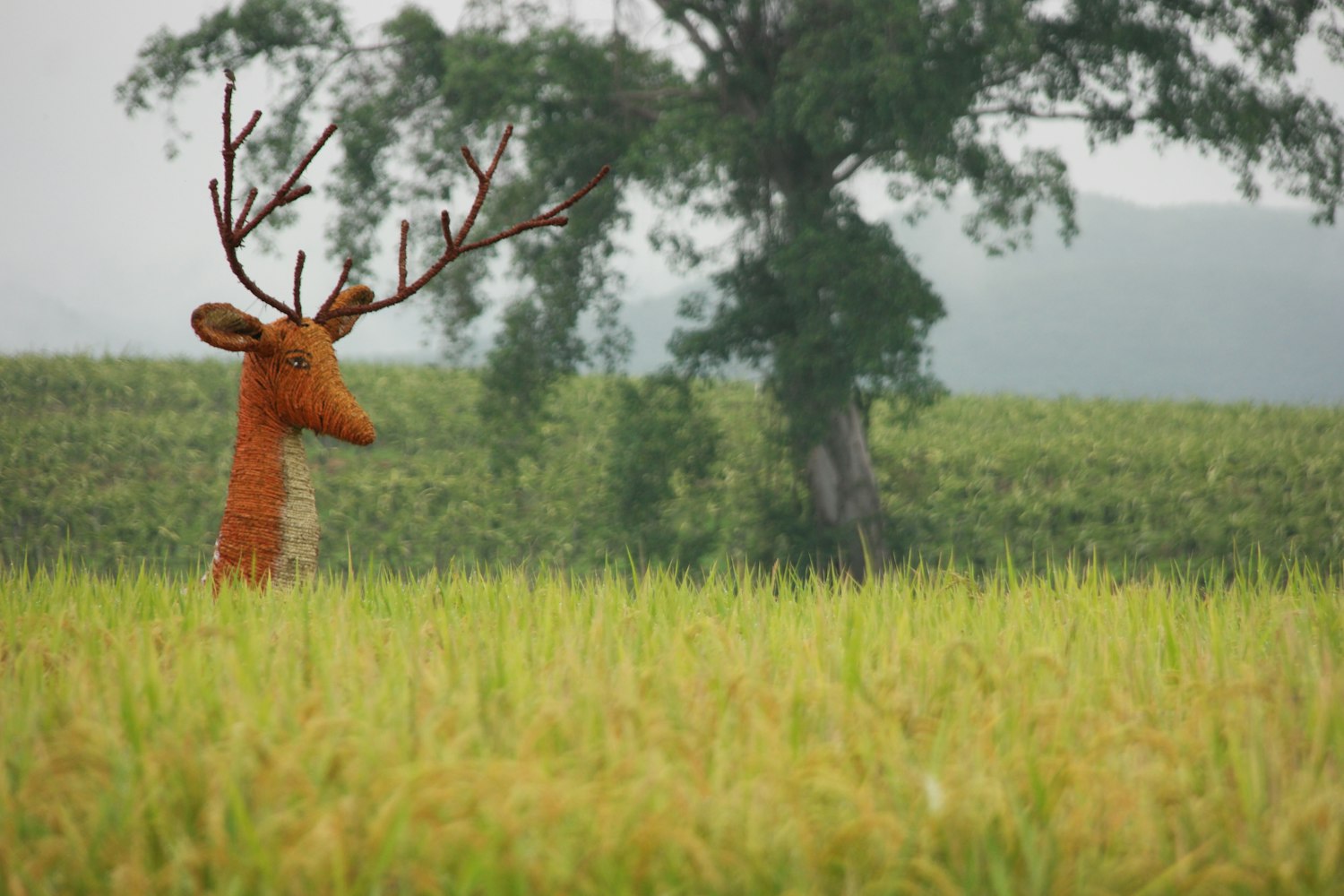 明星电力动态及行业趋势探索,力量与未来展望