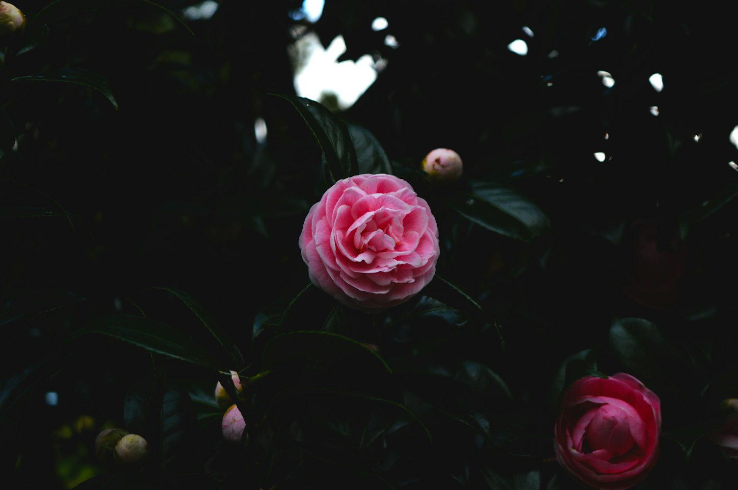 动漫QQ头像图片,魅力与多样性的探索