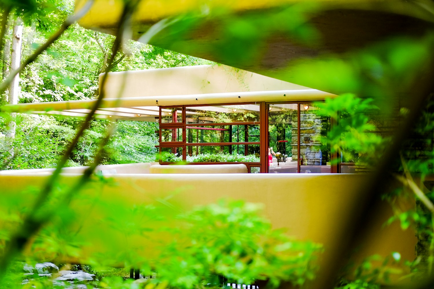 树林老头最新视频，探索自然与生活和谐交融的奥秘