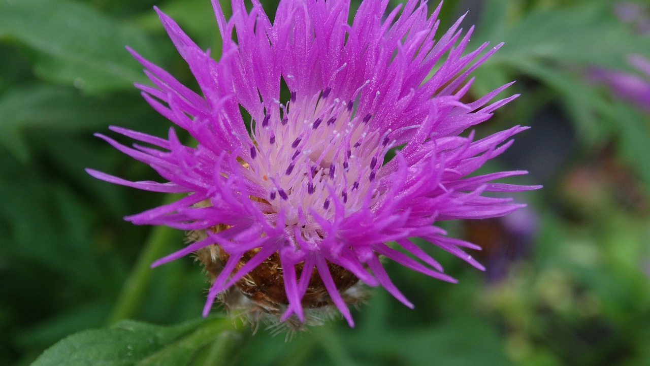 素子花最新作品，艺术与生活完美融合的绽放之美