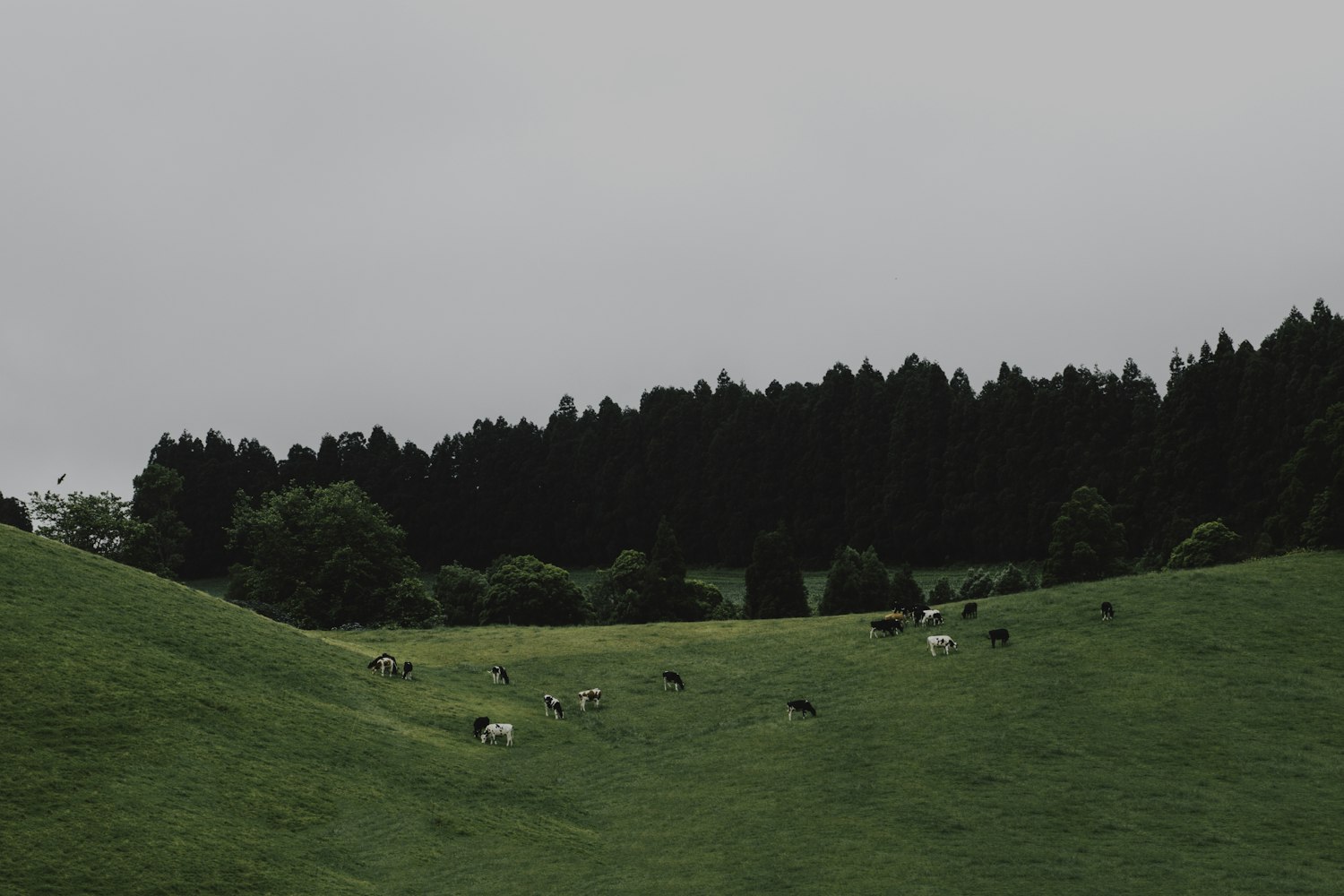 泰禾红桥最新动态，引领城市发展的先锋力量