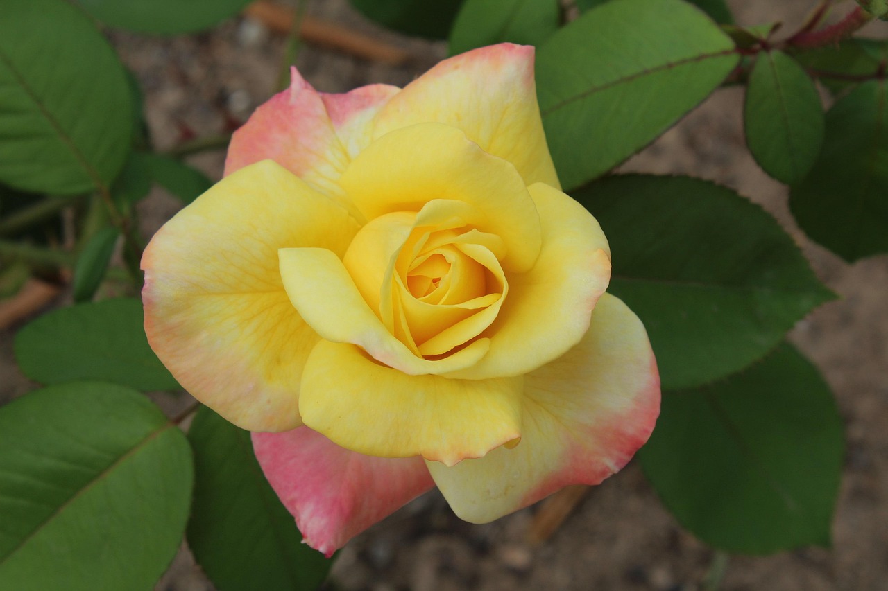 青岛易佳和府最新动态详解,最新进展与解析